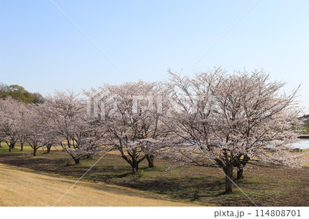 勝山城 114808701