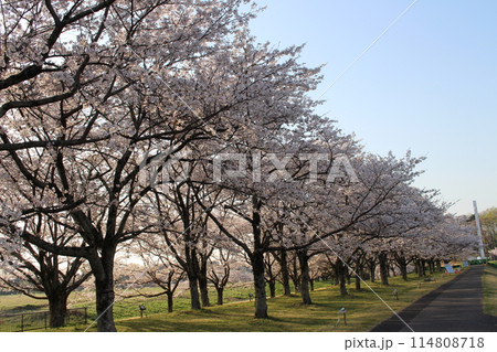 勝山城 勝山城 114808718