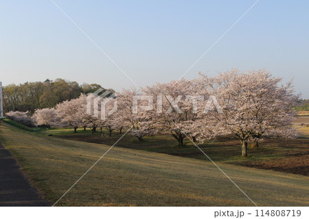 勝山城 勝山城 114808719