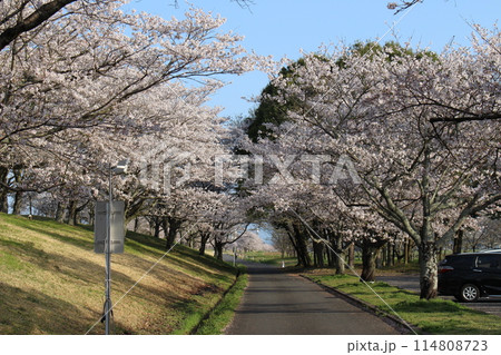 勝山城 114808723