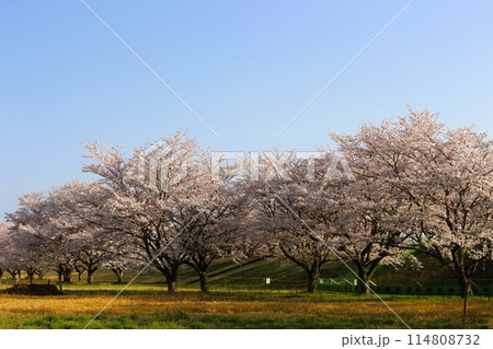 勝山城 114808732