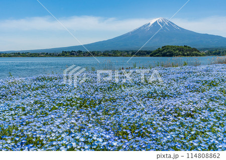 富士山とネモフィラ　河口湖 114808862