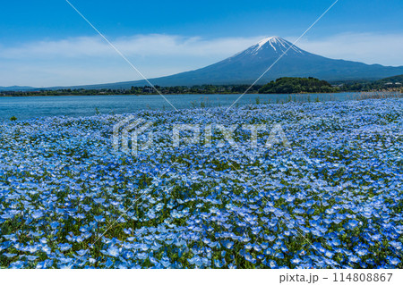 富士山とネモフィラ　河口湖 114808867