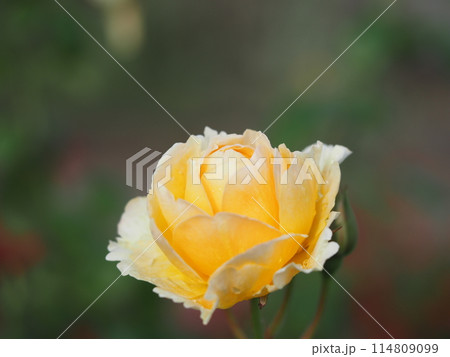 バラ　りくほたる 114809099