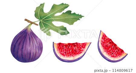 Set of purple figs. Whole fruits and cut sections. Illustration with watercolor and marker. Hand drawn isolated clipart. Botanical collection of berries. Design for juice packaging, labels, menus 114809617