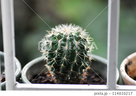 Echinopsis calochlora, Goloden Echinopsis calochlora or cactus 114810217