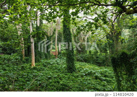 【ハワイ】マノアホール 114810420