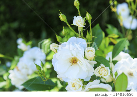 馬見丘陵公園　満開のバラ 114810650