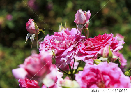 馬見丘陵公園 満開のバラ 馬見丘陵公園 満開のバラ 114810652