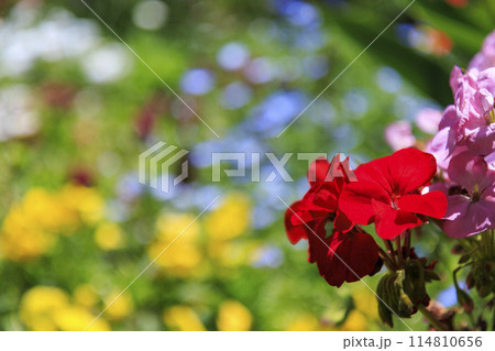 馬見丘陵公園　新緑と春から初夏の花々 114810656