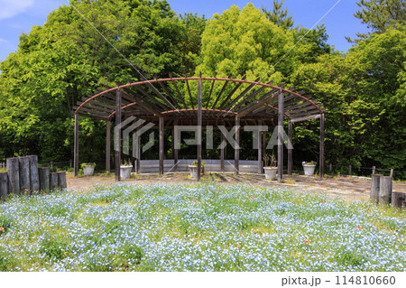 馬見丘陵公園 満開のネモフィラ 馬見丘陵公園 満開のネモフィラ 114810660