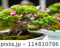Bonsai plants that look attractive from close range 114810786