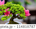 Bonsai plants that look attractive from close range 114810787