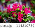Bonsai plants that look attractive from close range 114810789
