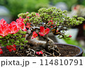 Bonsai plants that look attractive from close range 114810791