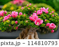 Bonsai plants that look attractive from close range 114810793