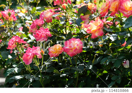 満開のバラ　「チャールストン」 114810866