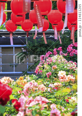 おふさ観音　満開の春ばらと提灯まつり 114811205