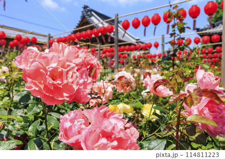 おふさ観音　満開の春ばらと提灯まつり 114811223