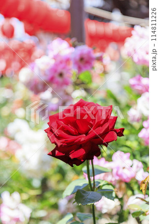 おふさ観音　満開の春ばらと提灯まつり 114811226