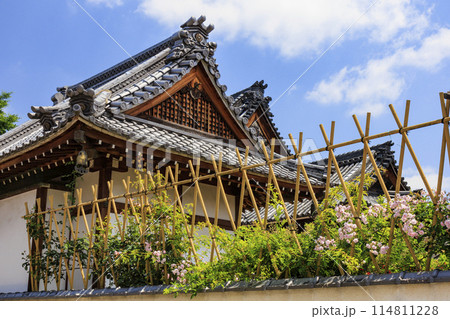 おふさ観音　満開の春ばらと提灯まつり 114811228