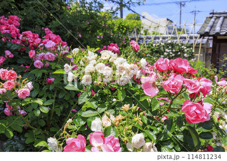 おふさ観音 満開の春ばらと提灯まつり おふさ観音 満開の春ばらと提灯まつり 114811234
