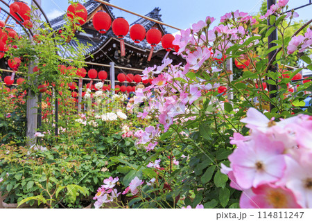 おふさ観音　満開の春ばらと提灯まつり 114811247