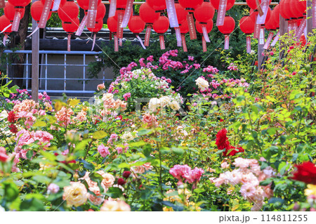 おふさ観音　満開の春ばらと提灯まつり 114811255