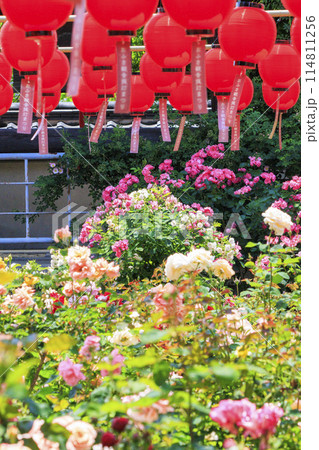 おふさ観音　満開の春ばらと提灯まつり 114811256