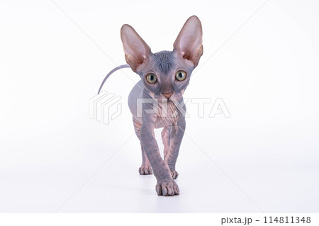A hairless kitten on a white surface looks at the camera 114811348