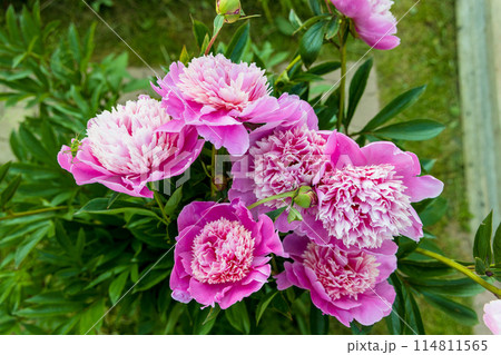 Beautiful Japanese-shaped peony flowers with pink petals and delicate yellowish stamens Beautiful Japanese-shaped peony flowers with pink petals and delicate yellowish stamens 114811565