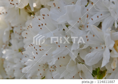 一面の真っ白いツツジ　栃木 114811887