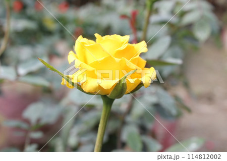 yellow roses in the garden yellow roses in the garden 114812002