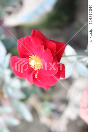 red roses in the garden red roses in the garden 114812046