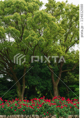 春の庄内緑地公園、満開のバラ〈愛知県名古屋市〉 114812080