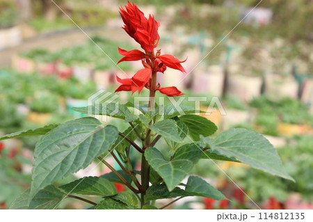close-up of Salvia splendens red flower close-up of Salvia splendens red flower 114812135