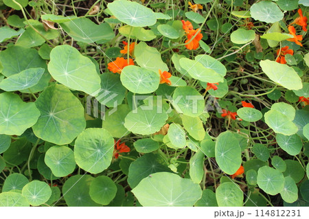 close-up of Tropaeolum majus plant close-up of Tropaeolum majus plant 114812231