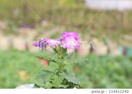 Verbena hybrida flower with a blurred natural 114812240