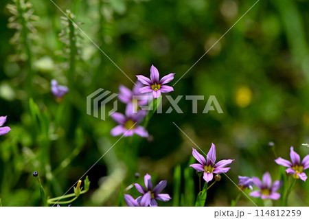 ニワゼキショウ 114812259