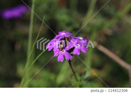 春の庭に咲く宿根バーベナのピンク色の花に止まるナカグロカスミカメムシ 春の庭に咲く宿根バーベナのピンク色の花に止まるナカグロカスミカメムシ 114812306