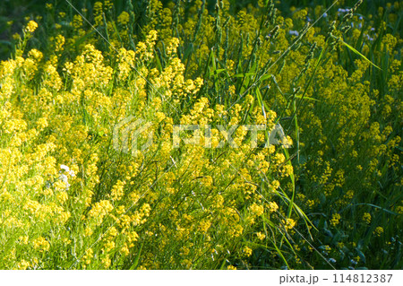 岩手県小岩井農場の初夏の風景　菜の花と小岩井農場の牧草地 114812387