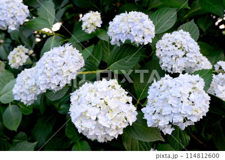 紫陽花 ⋱ 紫陽花