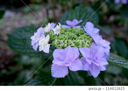 紫陽花21 紫陽花21 114812625