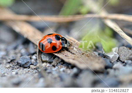 ナナホシテントウ 114812827