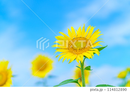 ひまわりのクローズアップと青空 ひまわりのクローズアップと青空 114812890