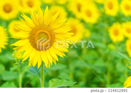 満期のひまわり畑 114812891