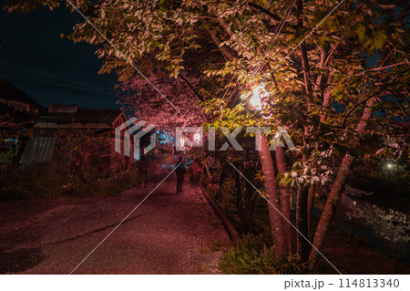 牧之原市の勝間田川の春のライトアップされた夜桜の風景(静岡県) 114813340