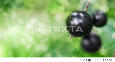 Banner with black currant berries against background of sun glare of green garden. Close-up, blurred Banner with black currant berries against background of sun glare of green garden. Close-up, blurred 114813378