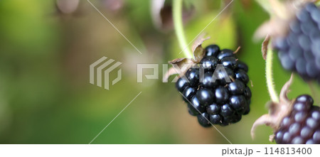 Ripe blackberries on bush in summer garden. Banner, copy space, text space, template, layout, mockup 114813400
