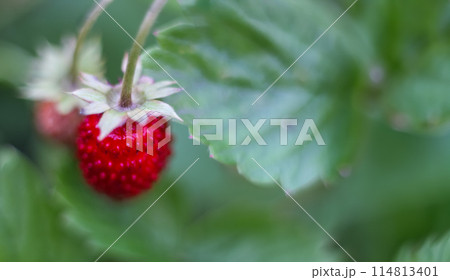 Sweet summer harvest: Ripe strawberries in arms of nature. banner Sweet summer harvest: Ripe strawberries in arms of nature. banner 114813401